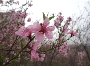 《桃花压枝笑春风》 作者：万祖波