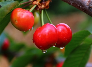 《雨露樱桃艳》摄影：李新文